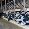 What Services Do Dairy Industries in Eau Claire, Wisconsin Offer to Their Customers?