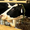 Revolutionizing the Dairy Industry in Eau Claire, Wisconsin: How Technology is Transforming the Market