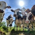 Promoting Sustainability in Dairy Industries in Eau Claire, Wisconsin