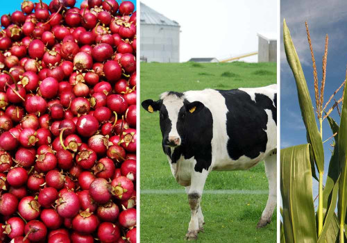 Comparing Dairy Industries in Wisconsin: Eau Claire vs. Other Areas