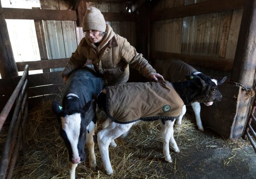 The Struggles of Dairy Farming in Eau Claire, Wisconsin