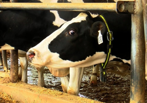 Revolutionizing the Dairy Industry in Eau Claire, Wisconsin: How Technology is Transforming the Market