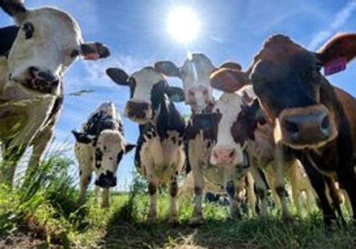 Promoting Sustainability in Dairy Industries in Eau Claire, Wisconsin